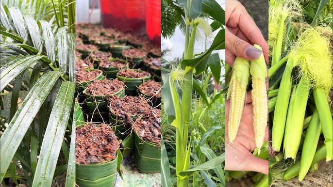 Làm Vườn Miền Tây 1 Ngày